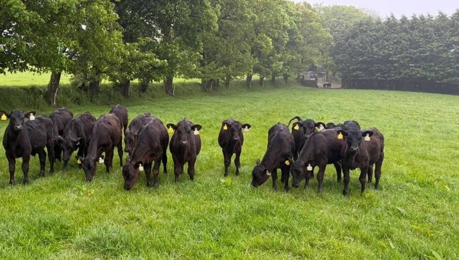 Angus calves recently weaned. Picture: Denis Hickey