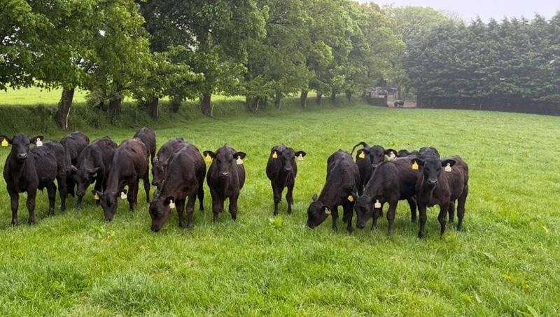 Angus calves recently weaned. Picture: Denis Hickey Angus calves recently weaned. Picture: Denis Hickey