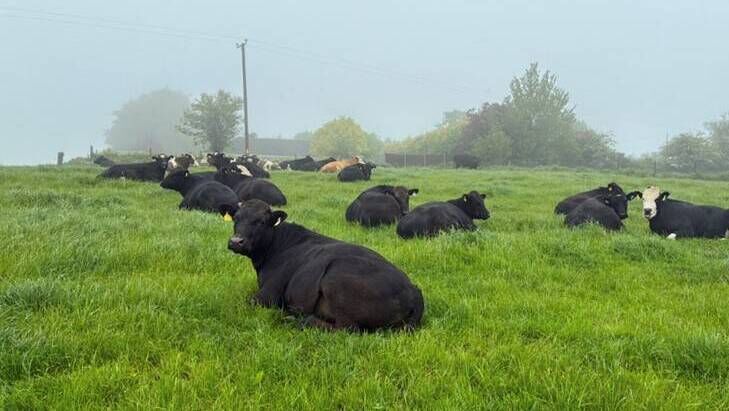 Yearling steers at grass. Picture: Denis Hickey