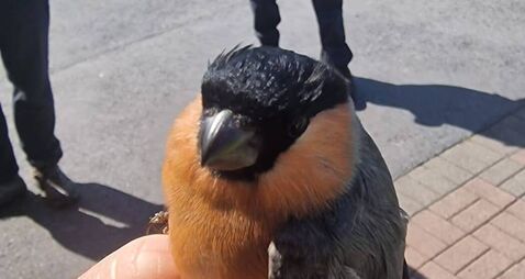 Gardaí recover wild bullfinch after search warrant in Limerick 