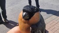 Gardaí recover wild bullfinch after search warrant in Limerick 