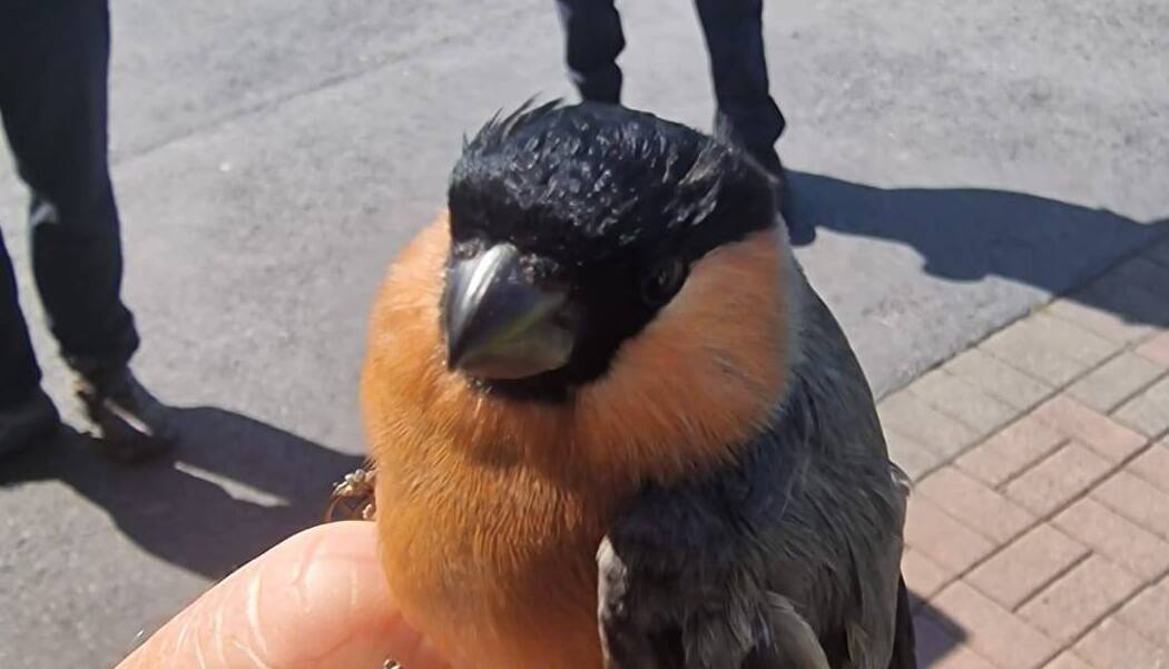 Gardaí recover wild bullfinch after search warrant in Limerick 