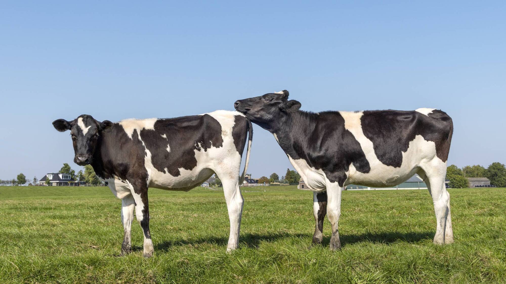 Heifer-rearing: Why 22-24 months remains the key target for calving