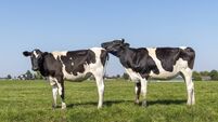 Two cows, livestock rutting, side view, black and white playful authentic heifer