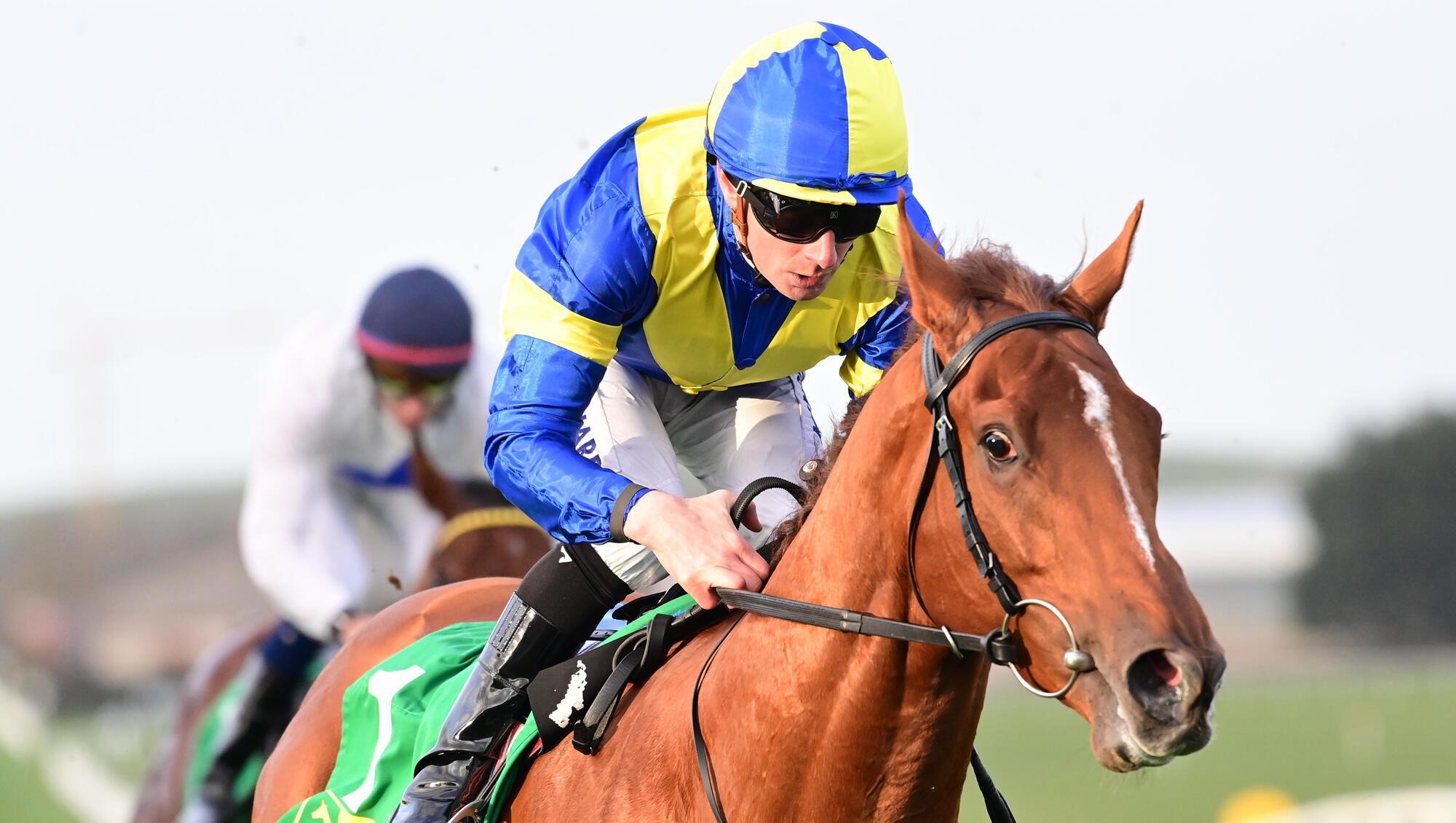 Racing preview: Hardy Warrior up for the battle at Gowran Park