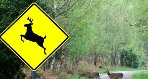 Deer involved in 1,300 road accidents in seven years, with Kerry topping collision list