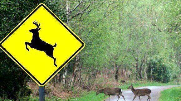 Deer involved in 1,300 road accidents in seven years, with Kerry topping collision list