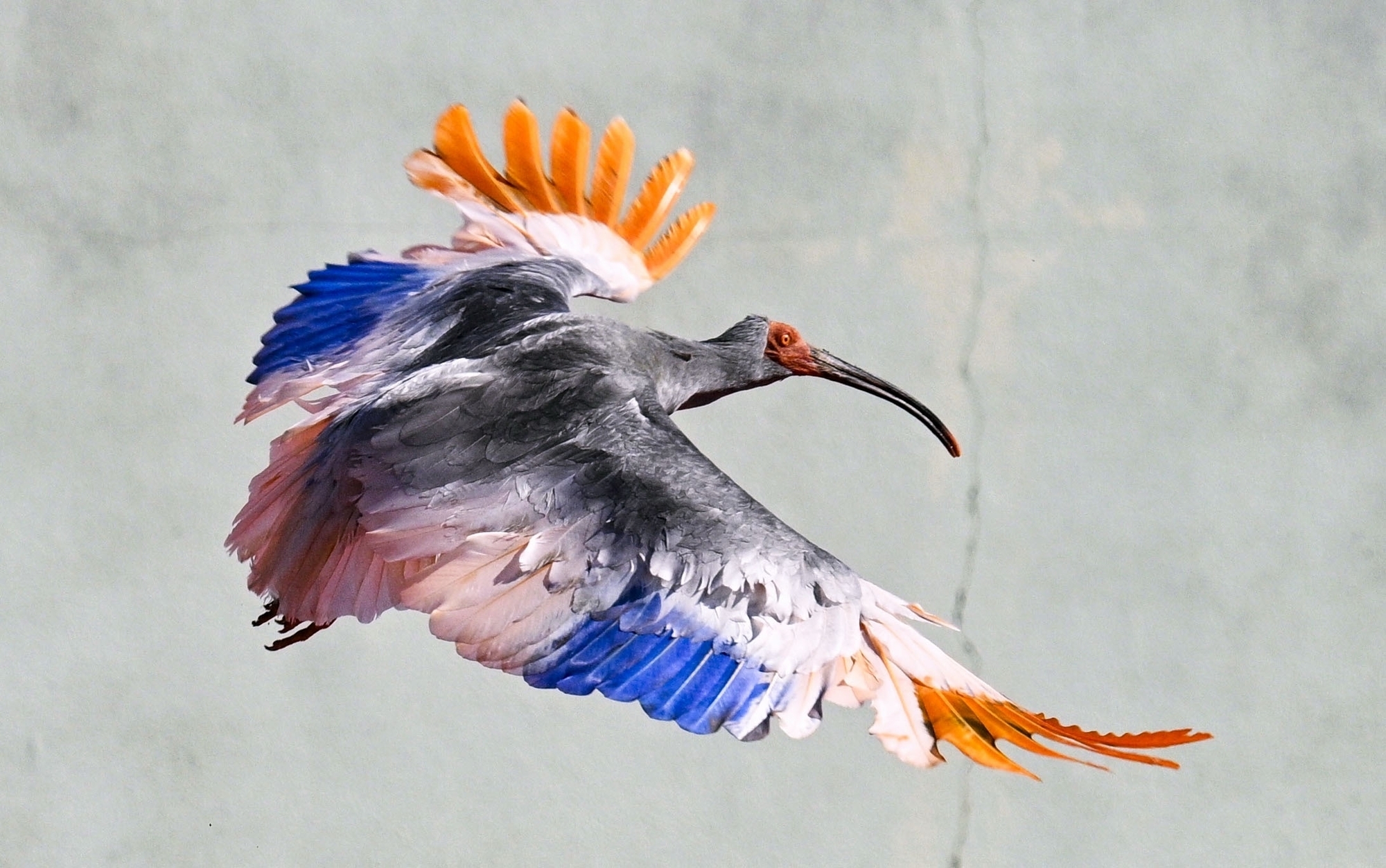Eight crested ibises released in Japan decades after extinction