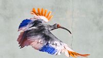 Japan Crested Ibises