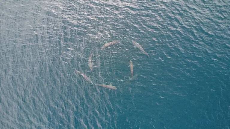 An aerial view of the Torus courtship behaviour, where male and female basking sharks go round and round in a giant circular motion. It has been spotted in particularly high numbers around the west of Clare, just off the coast of Loop Head during late summer. An aerial view of the Torus courtship behaviour, where male and female basking sharks go round and round in a giant circular motion. It has been spotted in particularly high numbers around the west of Clare, just off the coast of Loop Head during late summer.