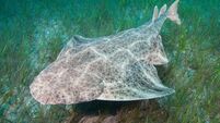 Common Angel Shark (Squatina squatina) swimming over sea grass.