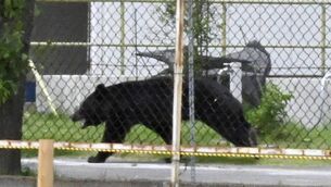 <p>A bear walks on the premises of an office in Fukushima, Japan, Tuesday, June 2, 2026. (Kyodo News via AP)</p>