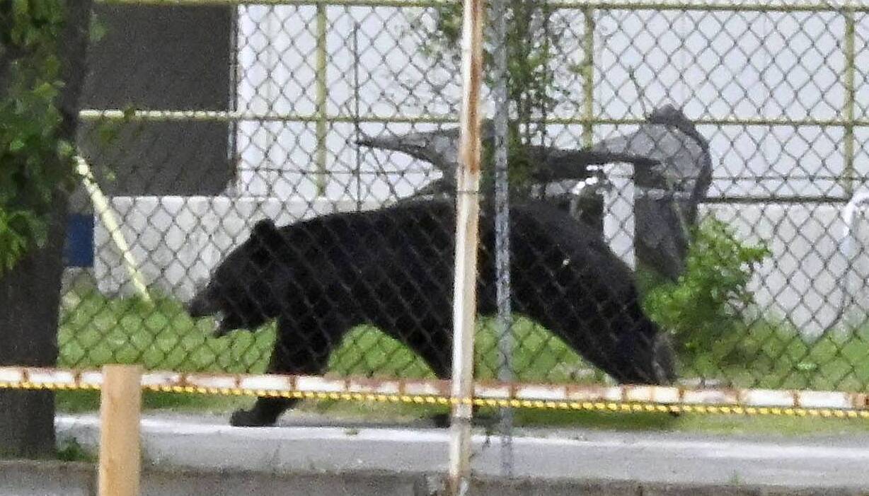 Bear injures four people in residential area of Japan