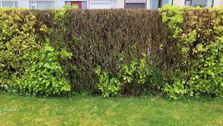 Garden Q&A: Our griselinea hedge is dying. What should we do?