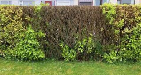 Garden Q&A: Our griselinea hedge is dying. What should we do?