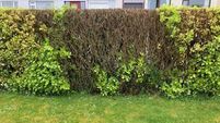 Garden Q&A: Our griselinea hedge is dying. What should we do?