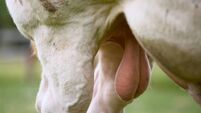 A bull’s testicles hang beneath its muscular body, enclosed in a loose-skinned scrotum. The texture appears slightly wrinkled wi
