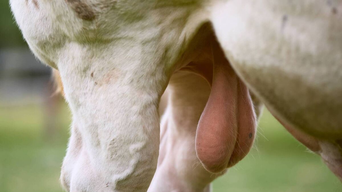 Ask a solicitor: I was sold a defective bull — what can I do?