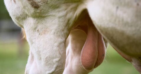 A bull’s testicles hang beneath its muscular body, enclosed in a loose-skinned scrotum. The texture appears slightly wrinkled wi