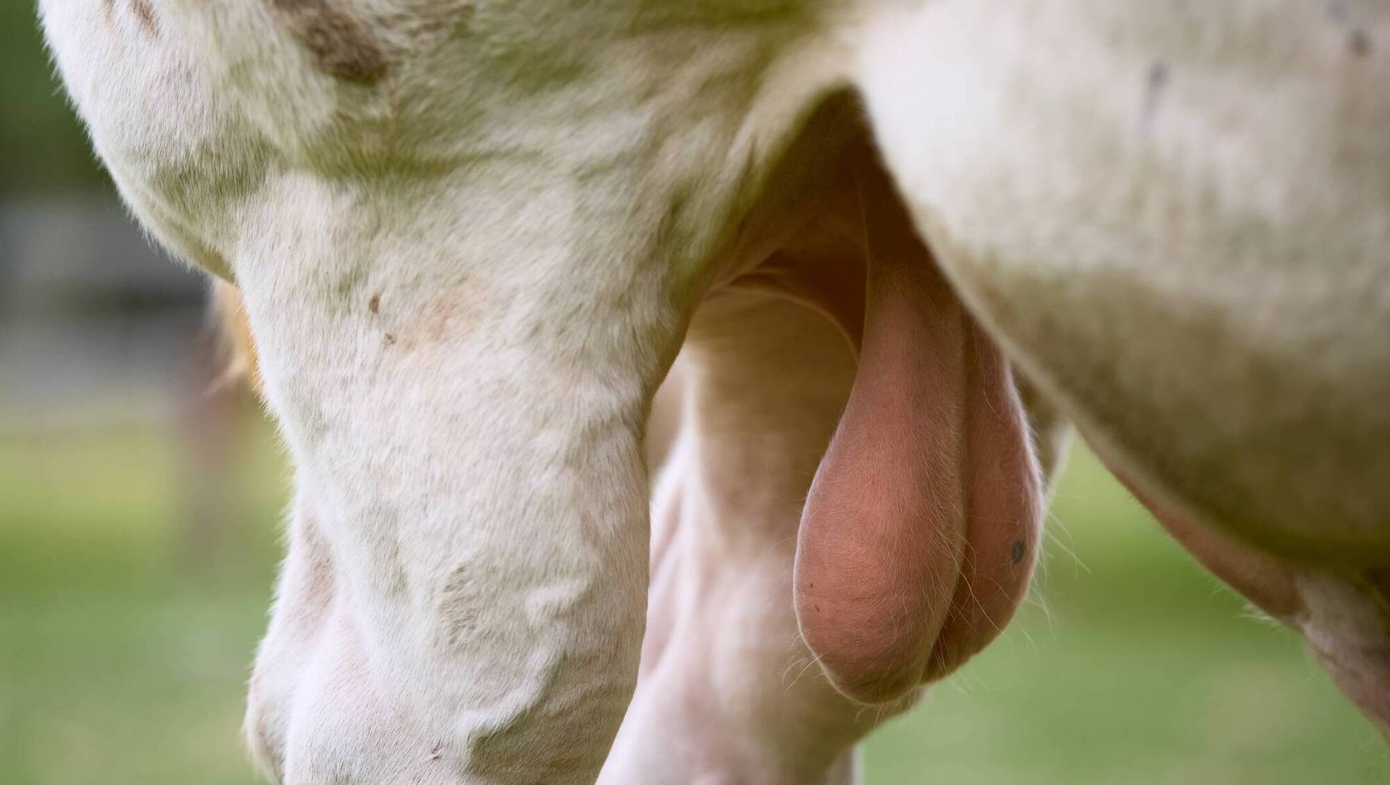 Ask a solicitor: I was sold a defective bull — what can I do?