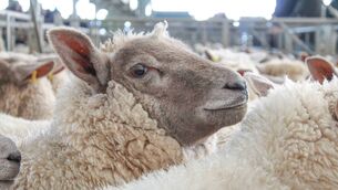 <p>Processors have reduced their prices for lambs by 20-25c/kg as demand slips back following the ending of the Muslim Eid al-Adha festival celebrations last weekend.</p> <p>Processors have reduced their prices for lambs by 20-25c/kg as demand slips back following the ending of the Muslim Eid al-Adha festival celebrations last weekend.</p>