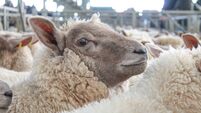 iStock-528725807 (1).jpg Fluffy Woolly Sheep