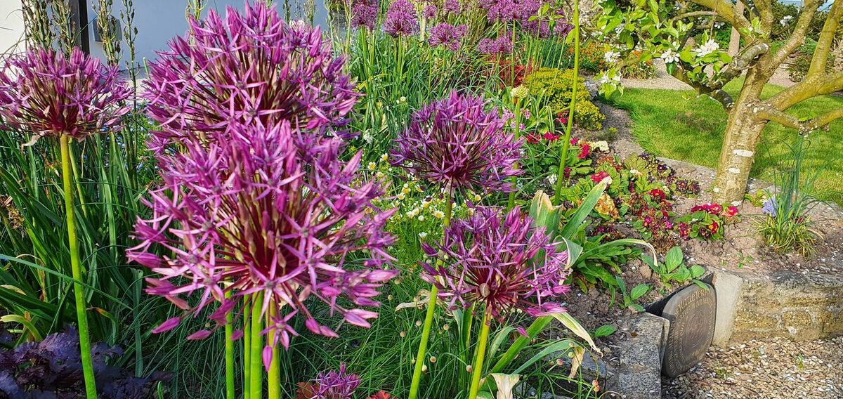 The garden at Seanabea Cottage which will host an open garden day on Sunday, June 14. The garden at Seanabea Cottage which will host an open garden day on Sunday, June 14.