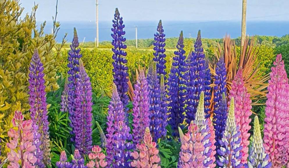 Garden inspiration: All invited to coastal RHSI garden at Seanabea Cottage in Cloyne