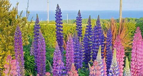 Garden inspiration: All invited to coastal RHSI garden at Seanabea Cottage in Cloyne