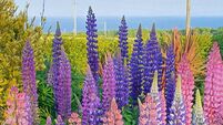 Garden inspiration: All invited to coastal RHSI garden at Seanabea Cottage in Cloyne