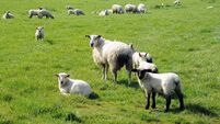 National Sheep Conference to be held in Galway in June
