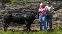 From social media to show ring: Black Betty takes centre stage