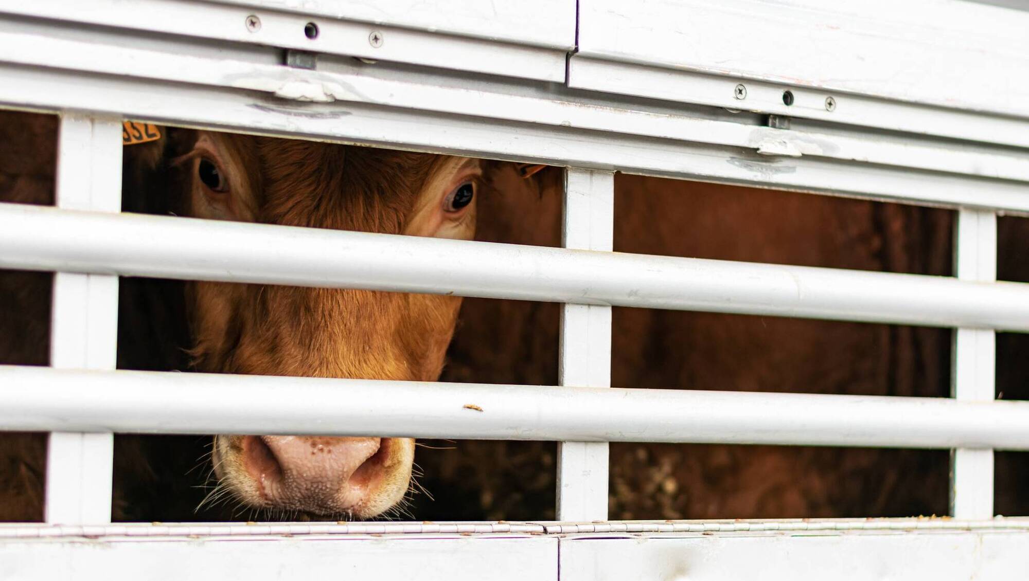 Live export mortality a fraction of on-farm death rates