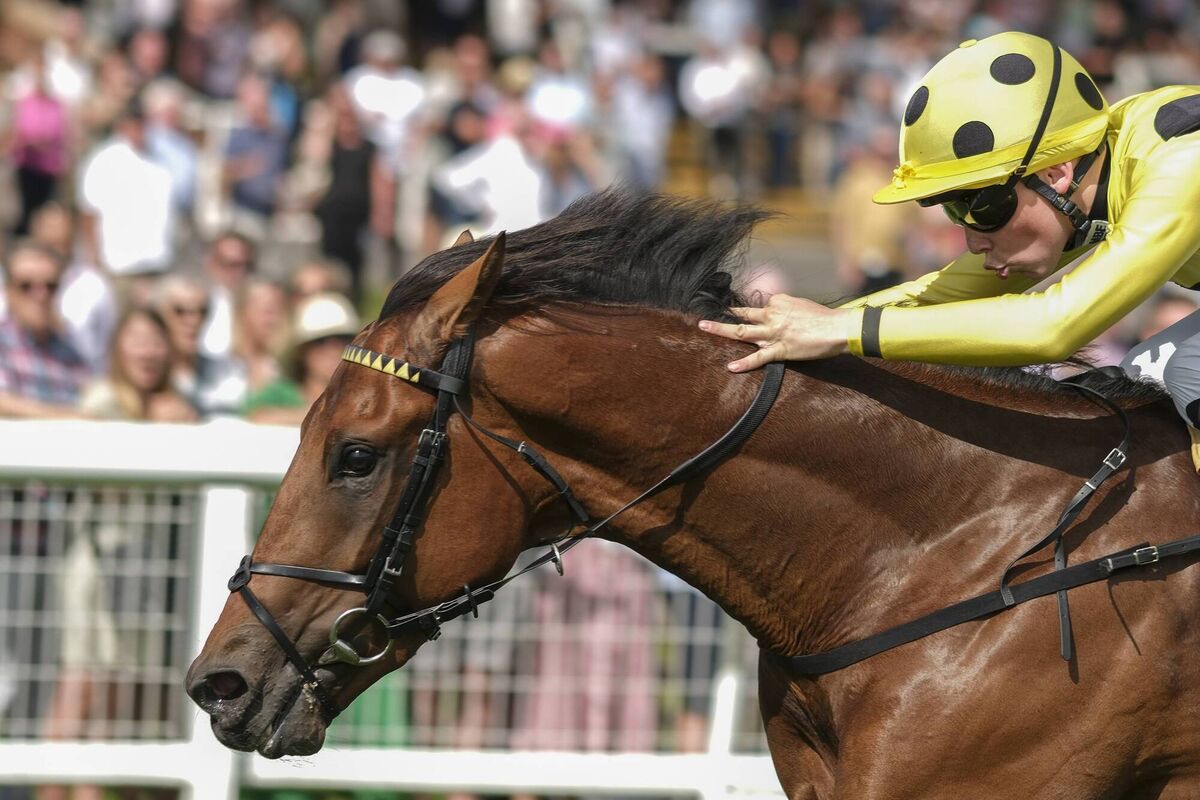 Billy Loughnane driving Hopewell Rock: the son of increasingly influential stallion, New Bay was gelded over the winter and should strengthen and improve for better ground as the summer progresses.