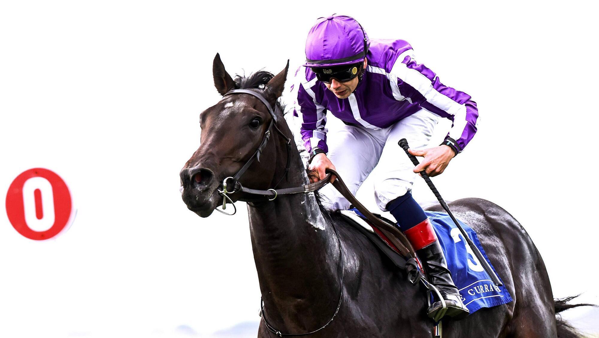 From soaring Hawk to dazzling Daryz: 10 equine stars who'll light up the summer