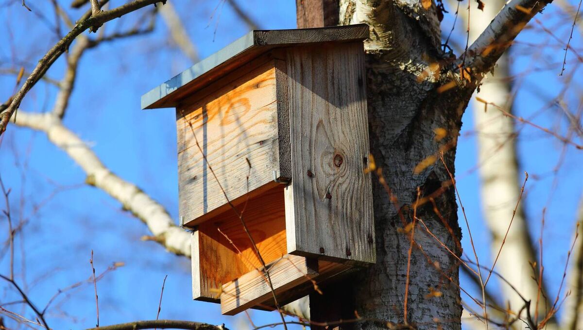 Regarding bat boxes, location is important. Advice from experts is to erect boxes on south-facing trees, or buildings, at least four metres above ground. Picture: iStock