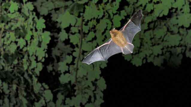 <p>Appearing after sunset, bats move at speed, weaving in and out, usually following a line of trees, or hedges.</p>