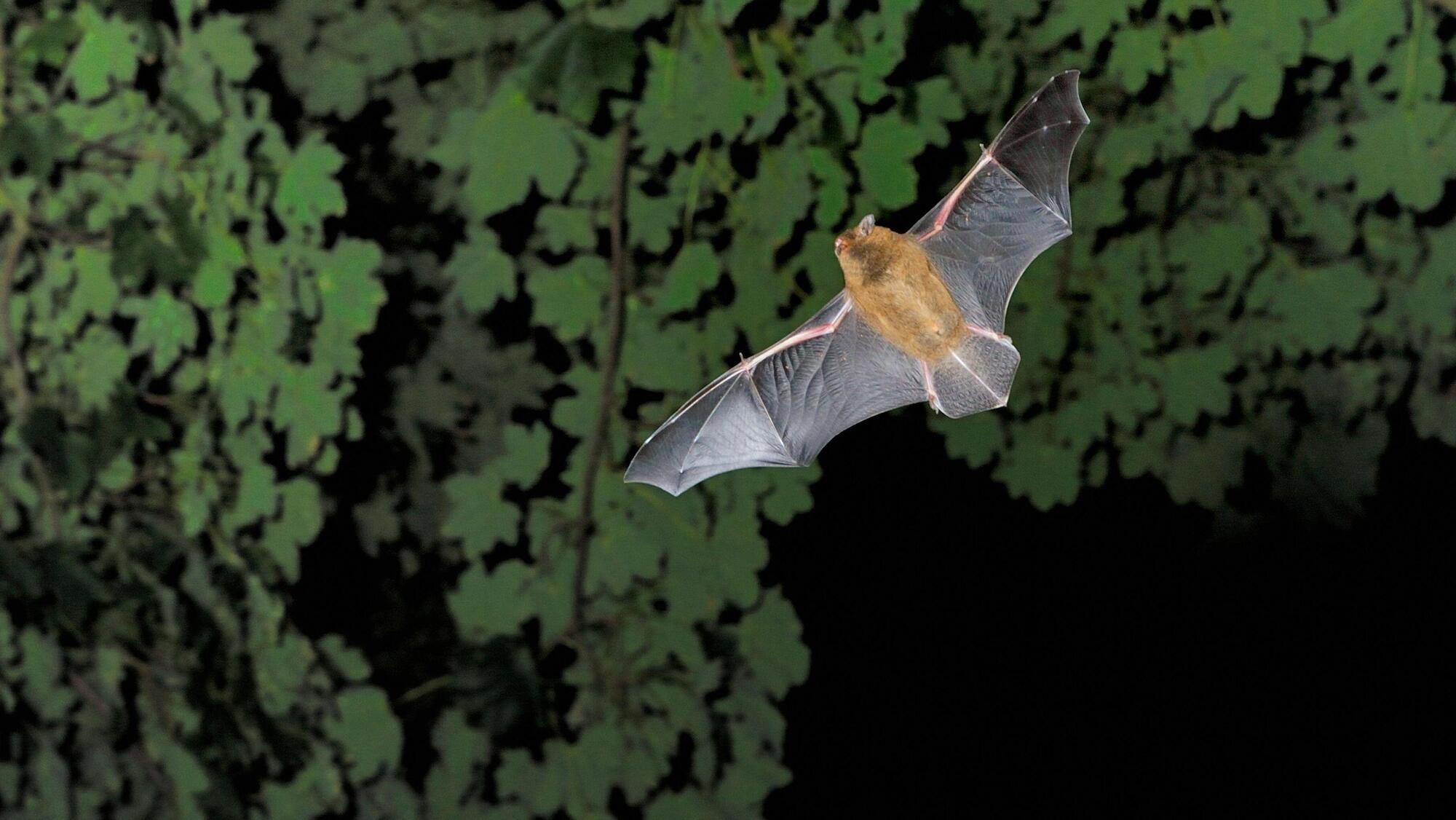 Donal Hickey: Going to bat for our flying friends