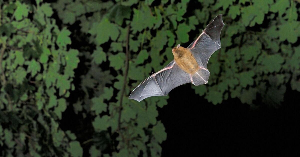Donal Hickey: Going to bat for our flying friends