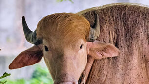 A rare albino buffalo was named after Donald Trump for its distinctive blond tuft (AP)