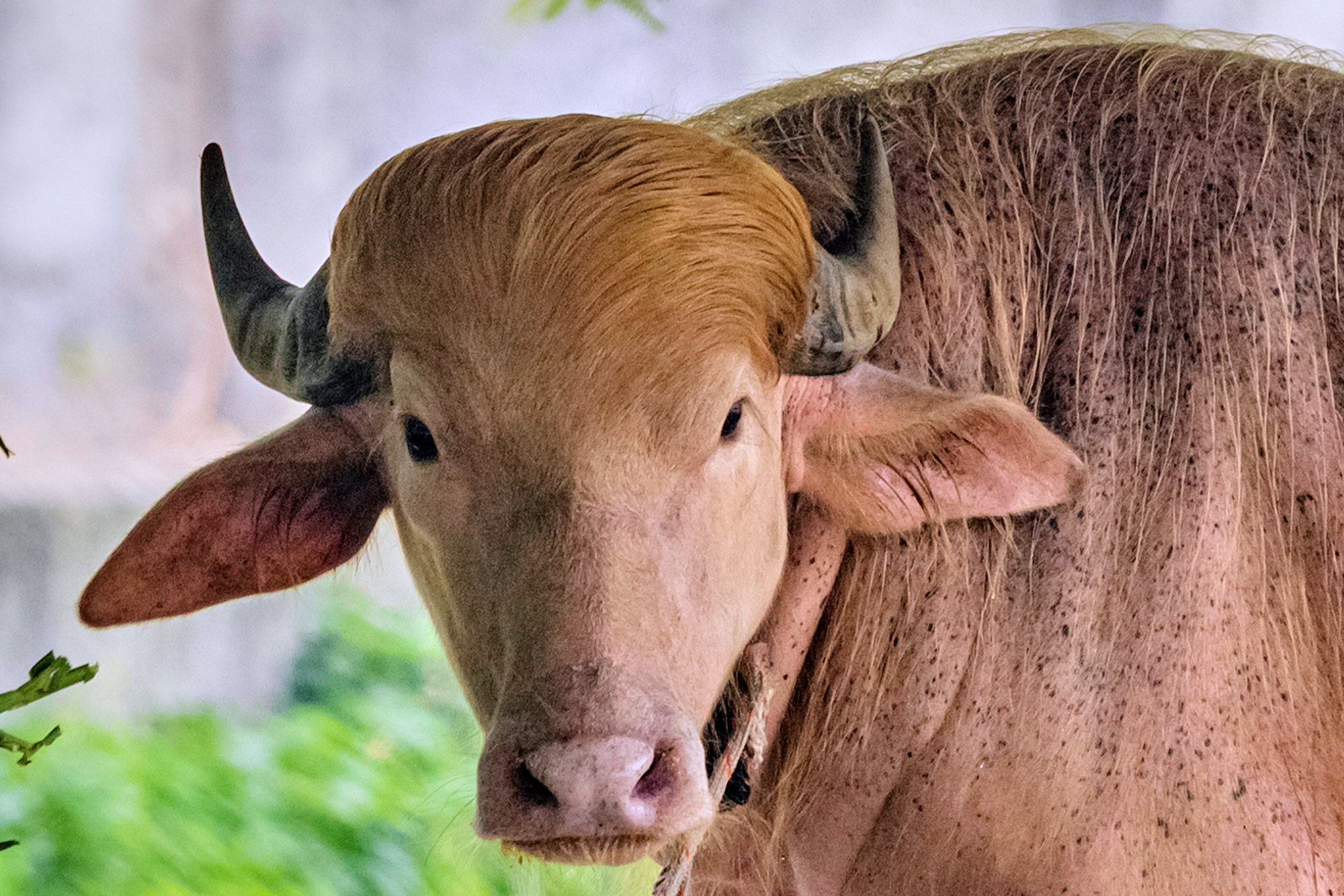 The bovine office – Donald Trump lookalike buffalo thrills Bangladesh zoo crowds