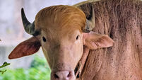 APTOPIX Bangladesh Buffalo Trump