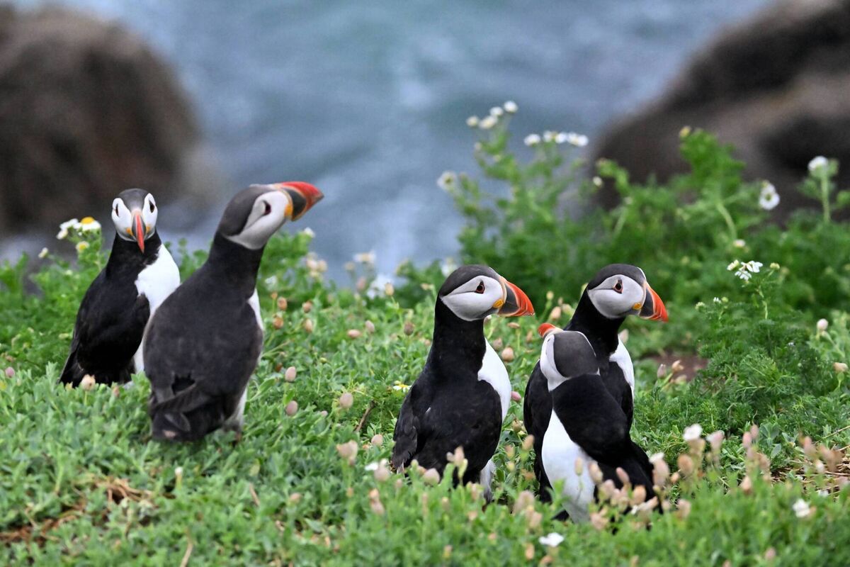 Puffins gathering in the flowers on the Great Saltee