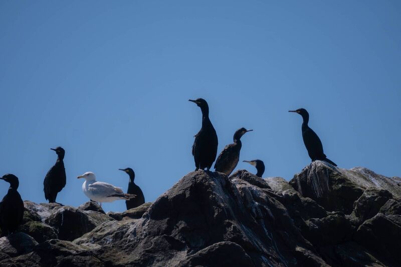 Cormorants on the look out on Big Saltee Island 