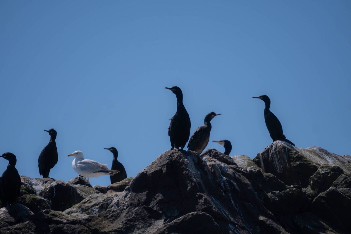 Cormorants on the look out on Big Saltee Island Cormorants on the look out on Big Saltee Island