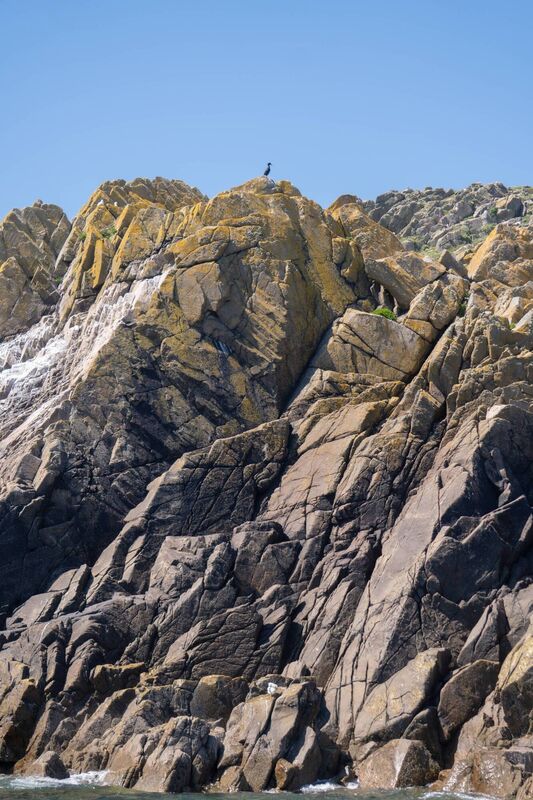 A lone cormorant dries of above the craggy rock face, Saltee Islands