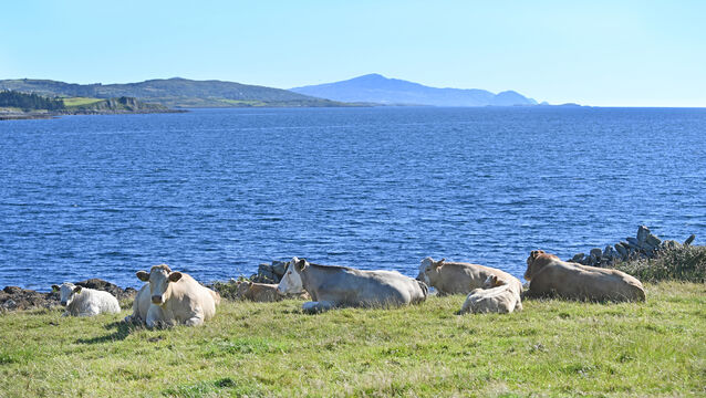 <p>Cattle sun bathing on Sheeps head against the backdrop of Dunmanus bay ,three Heads and Mizen head. Picture; Eddie O'Hare</p>