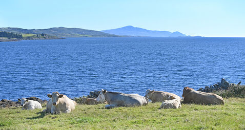 Climate change drove Ireland’s record-breaking May temperatures, study finds
