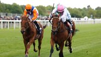 Legacy Link primed to upset Ballydoyle filly Amelia Earhart at Epsom Oaks