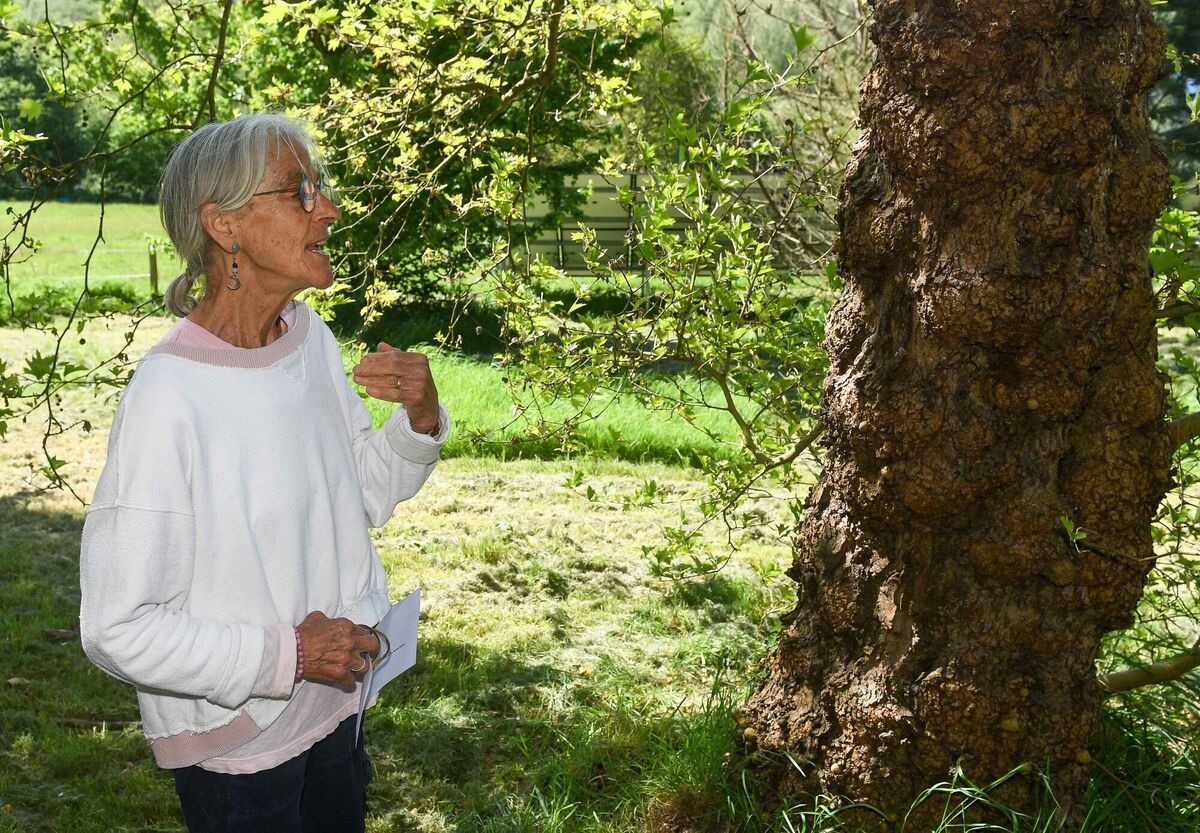 Mindfulness teacher Catherine Sutton near an Oriental Plane tree during one of her forest bathing events near Lismore, Co Waterford. Mindfulness teacher Catherine Sutton near an Oriental Plane tree during one of her forest bathing events near Lismore, Co Waterford.